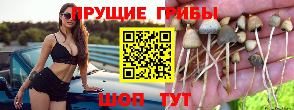 Псилоцибиновые грибы GOLDEN TEACHER Пятигорск